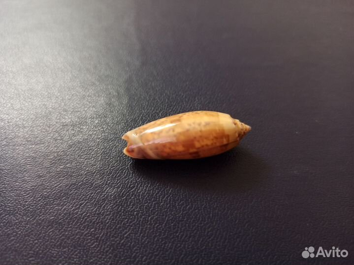 Морская раковина