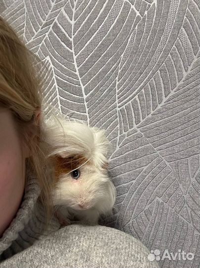 Морская свинка Лункария