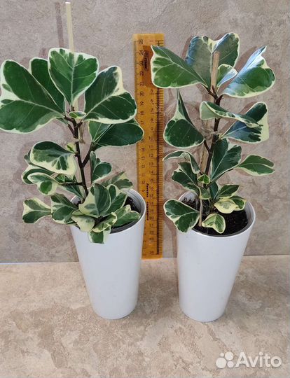 Фикус триангулярис