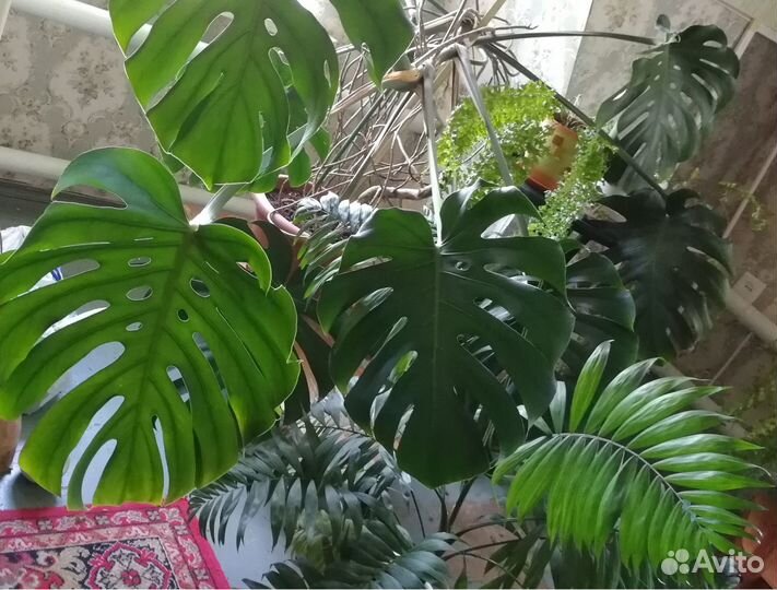 Комнатные растения цветы большие