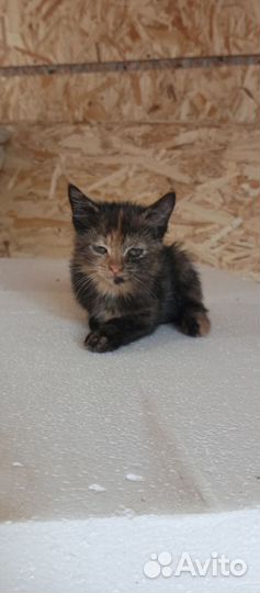 Котята отдам в добрые руки бесплатно