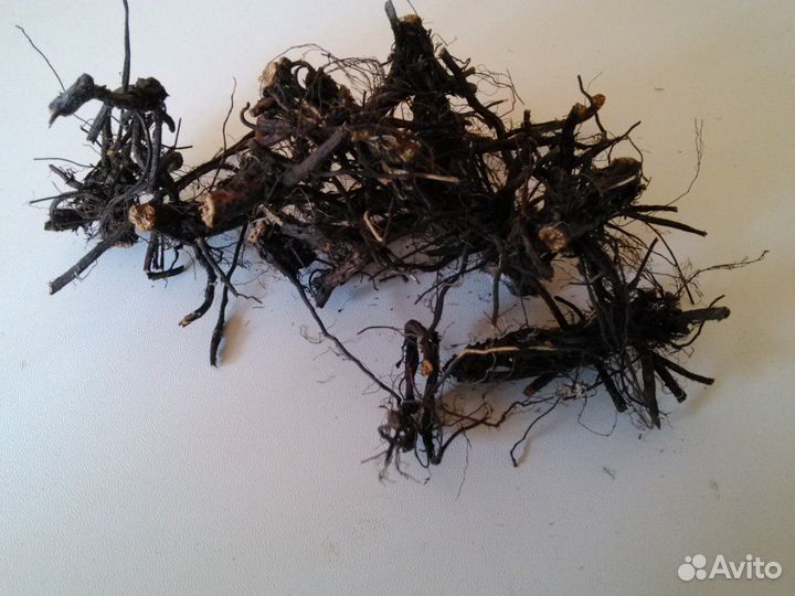 Корни лапчатки белой