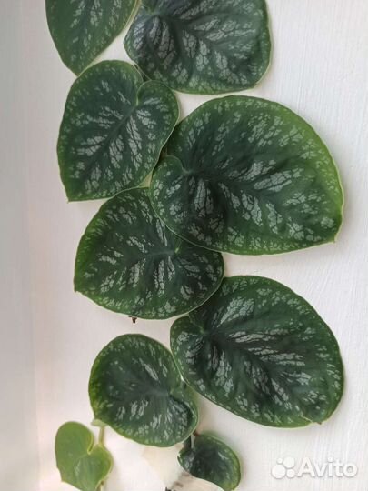 Монстера дубиа