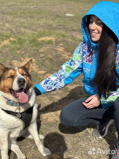 Собака Милка из приюта для настоящего мужчины