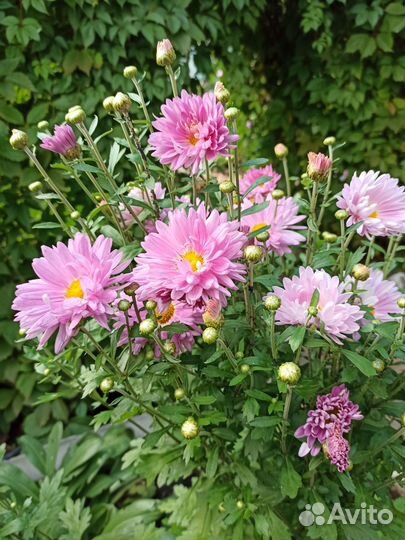 Хризантема кустовая саженцы