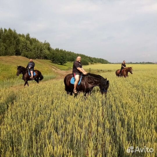 Конные прогулки