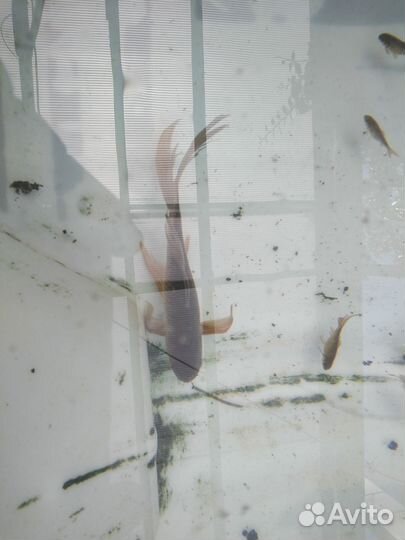 Комета-золотая рыбка