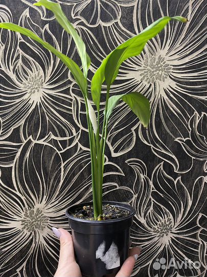 Спатифиллум