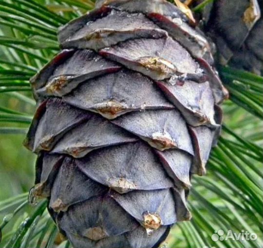 Семена Кедр Сибирский Pnus sibr