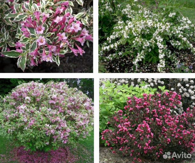 Декоративные растения для сада