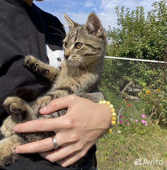 Котенок в добрые руки