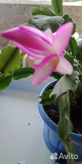 Декабрист шлюмбергера,рипсадопсис