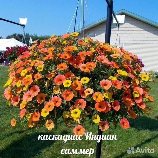 Вегетативная петуния воронеж