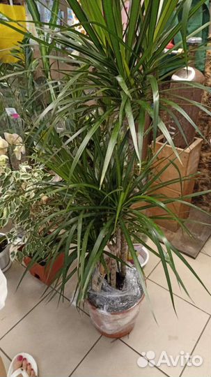 Драцена, комнатные растения