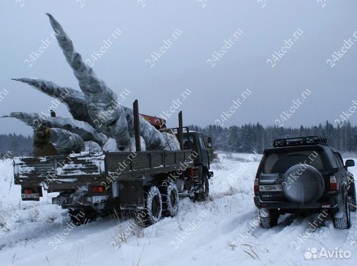 Дерево кедра