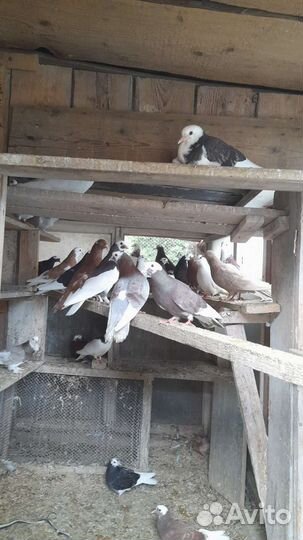 Продажа голубей