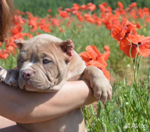 Американский булли стандарт