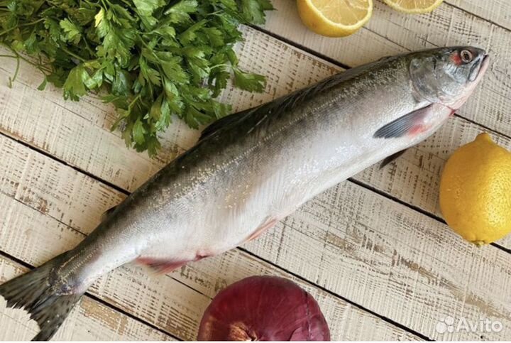 Горбуша непотрошеная