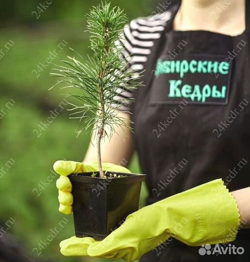 Сибирский кедр. Саженцы