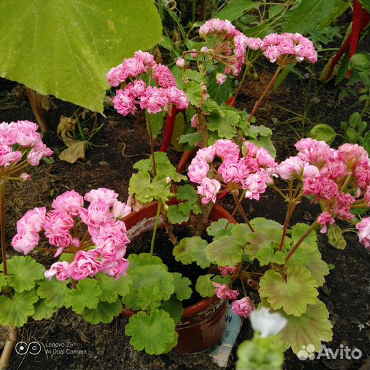 Пеларгония герань розебудная