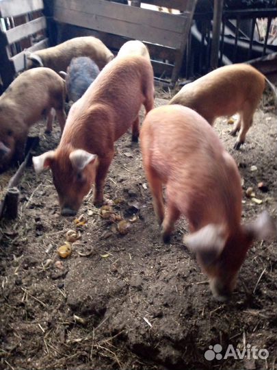 Поросята породы Дюрок, есть на мясо живым весом
