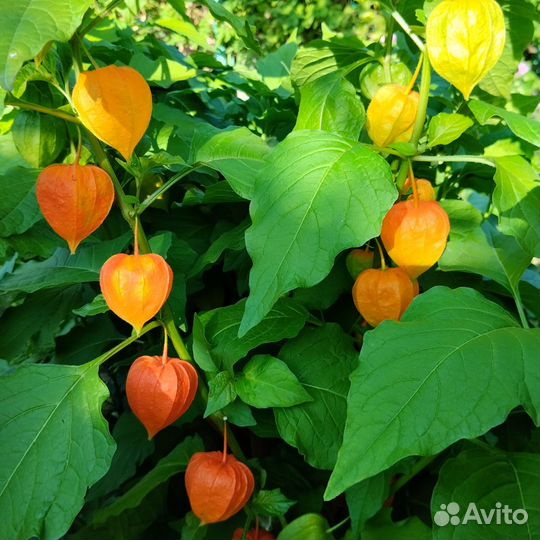 Цветы для сада