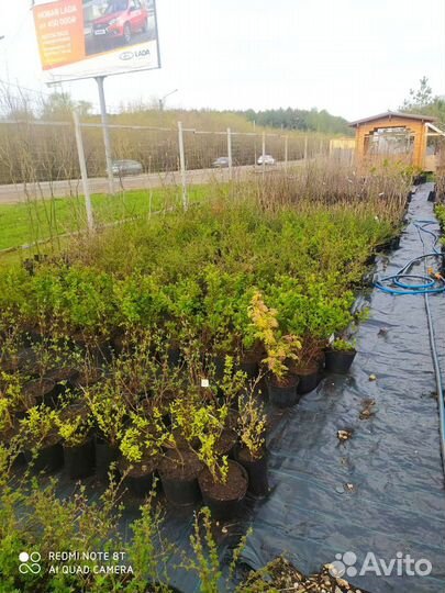 Садовый Центр,собственный питомник