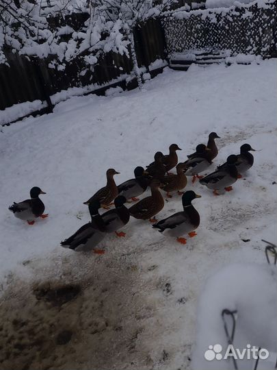 Подсадные утки