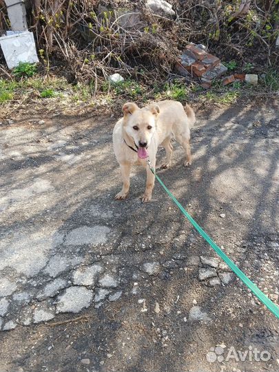 Собака в добрые руки