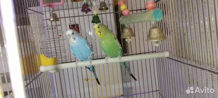 Волнистый попугай