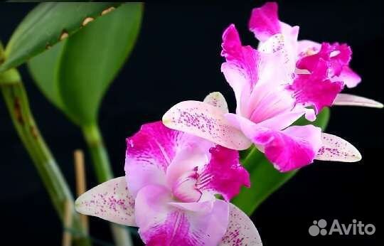 Орхидея каттлея С. Monte Elegante взрослая