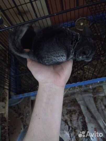 Шиншиллы светлые эбони носители фиолета