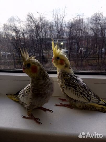 Попугаи Кареллы