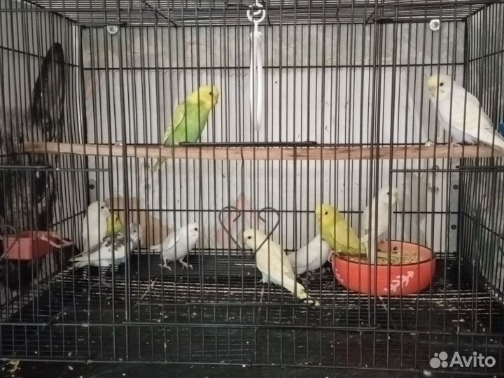 Попугай птенцы