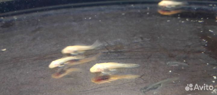 Молодь аквариумных рыбок