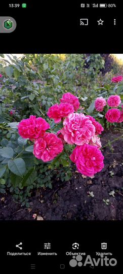 Садовые растения