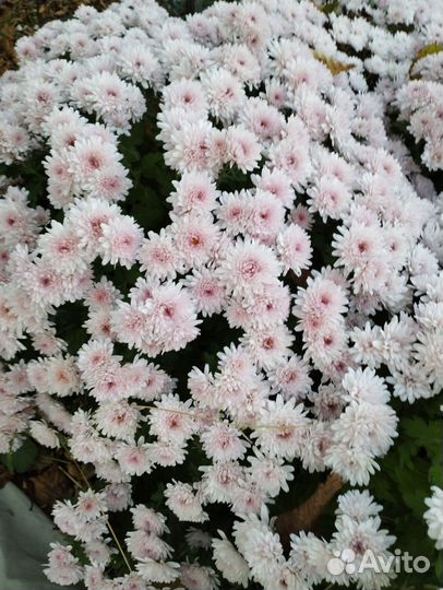 Хризантема мультифлора и корейская