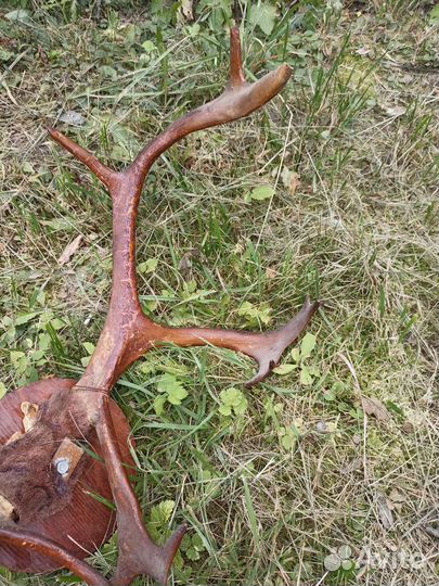 Рога оленя