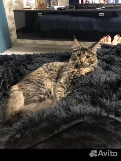 Мейн-кун котенок