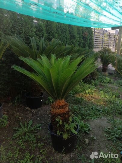 Пальма Цикас