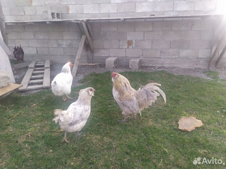 Куры гергебельские, Петух полугергебельский