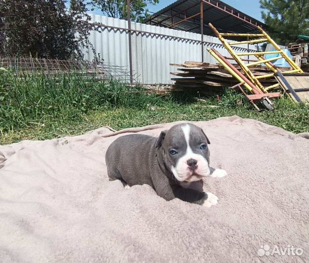 Американский булли покет щенки