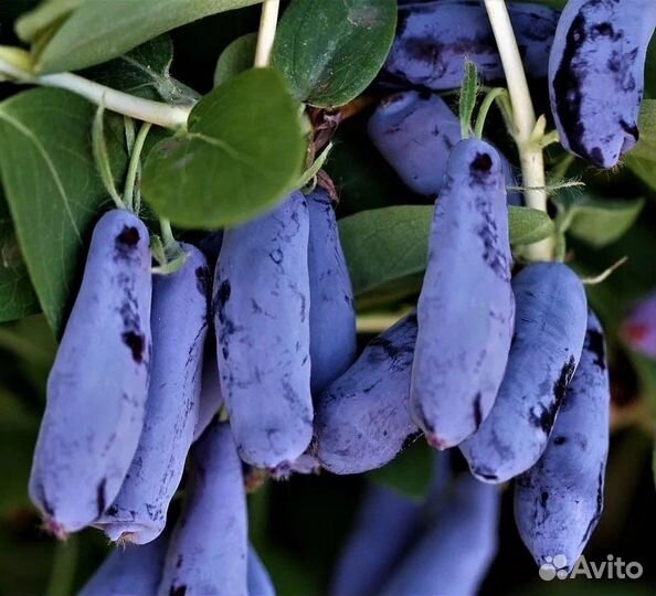 Саженцы смородина, жимолость, малина, ежевика