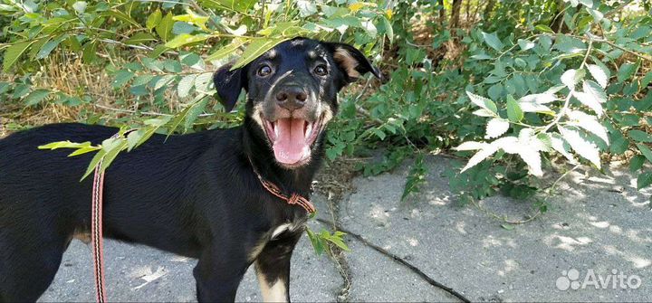 Немецкий пинчер щенки