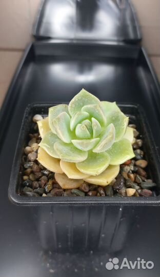 Эхеверия / Суккуленты