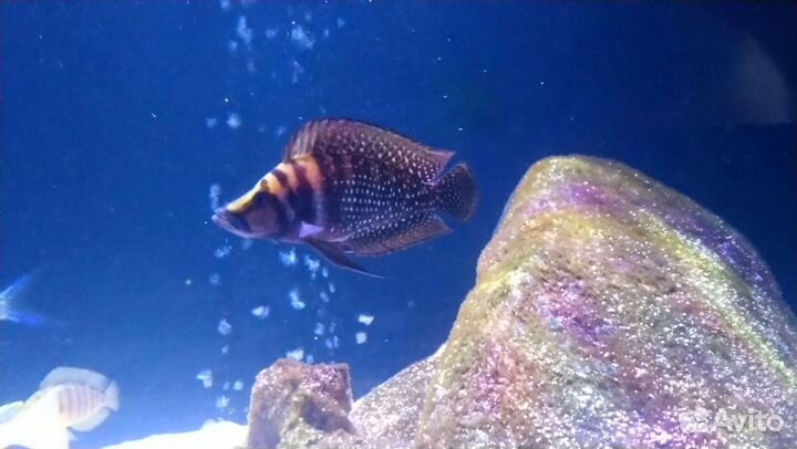 Танганьика