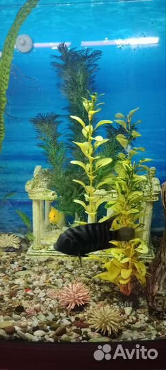 Аквариумные рыбки цихлиды