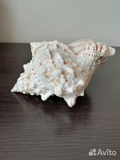 Ракушка морская большая
