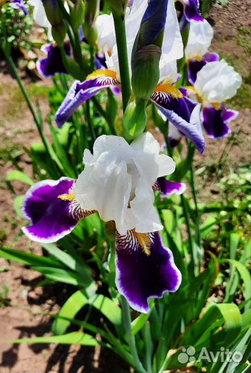 Ирисы бородатые