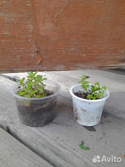 Ориганум (душица) Дьябло